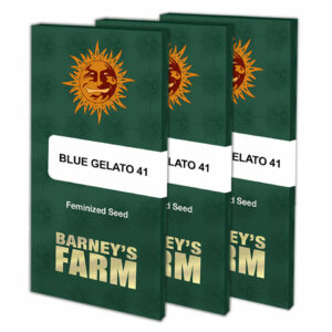 Blue gelato 41 (3) barney´s farm seeds