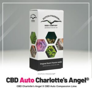 Cbd charlotte´s angel (5) dutch passion