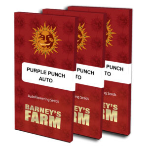 Purple punch auto (1) barney's farm seeds