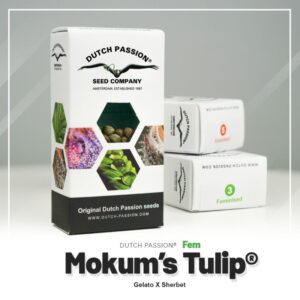 Mokumã‚â´s tulip (10) 100% dutch passion